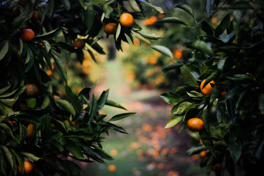 5 Easy Ways To Be More Environmentally Friendly